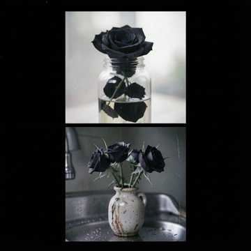 Couverture de la chanson Black Roses