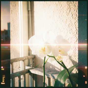 Cover of the song دلع