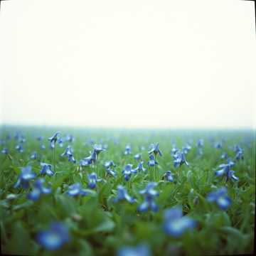 Cover of the song Сині фіалки