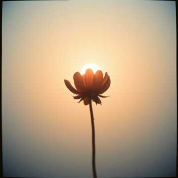 Cover utworu Mộng Đơn Phương