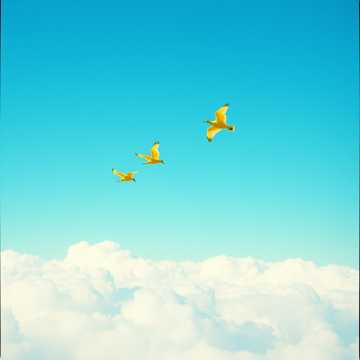 曲のカバー Skärmflygresa