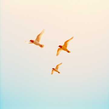 Кавер на песню ты моя