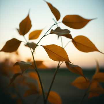 A dal borítója Тонкий любит Азия