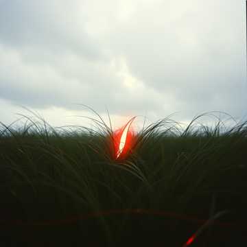 Cover of the song A fűben