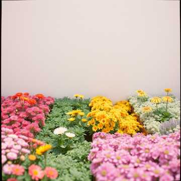 歌曲的封面Em van cho anh