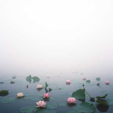 Cover of the song Xa bui hong tran