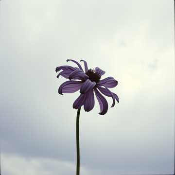 曲のカバー الميمة