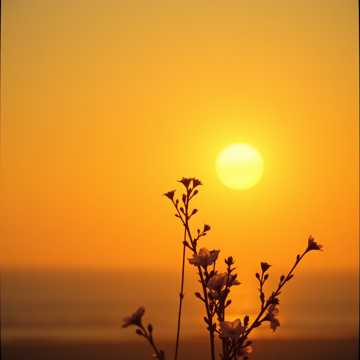 Кавер на песню أَتَحَدَّى مَنْ