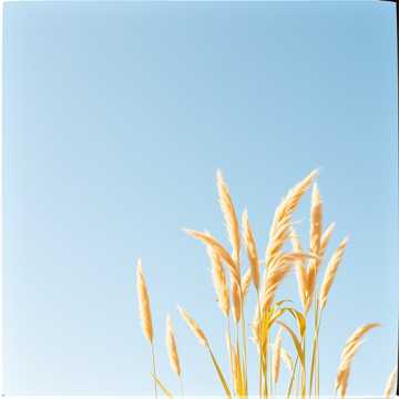 Cover utworu 벌교의 하루4