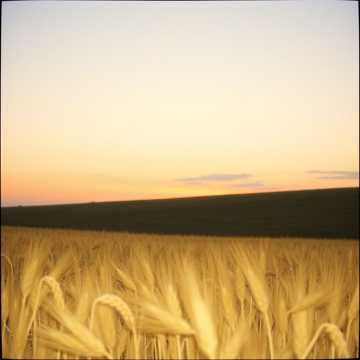 曲のカバー Fields of Quiet