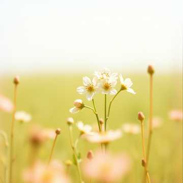 Capa da música Лесядр