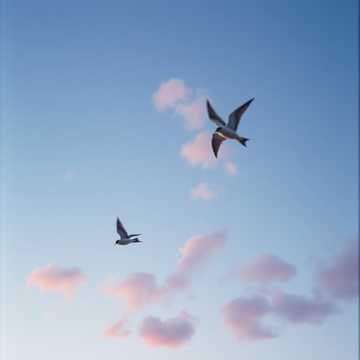 Cover of the song 双燕