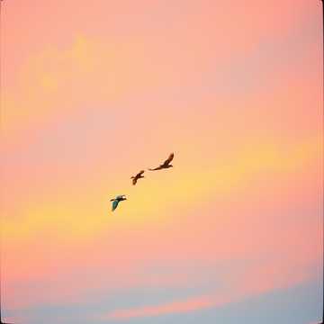 노래 표지 Free to Live