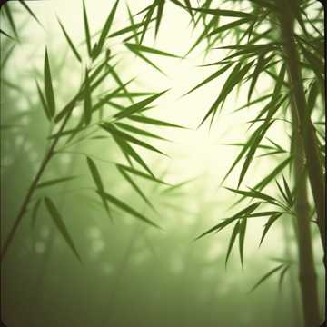 Bìa bài hát 대나무의 숨결