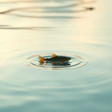 غلاف الاغنية Il Fiume e il Pesciolino