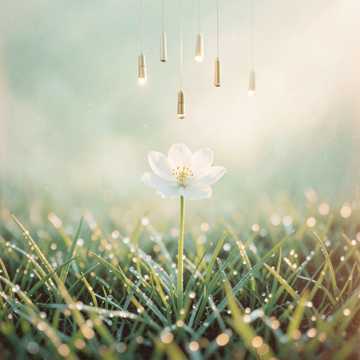 Bìa bài hát Spring Dew on Quiet Grass