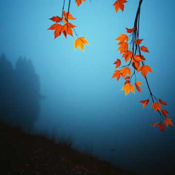 Cover des Liedes THÁNG MƯỜI MỘT NHỚ