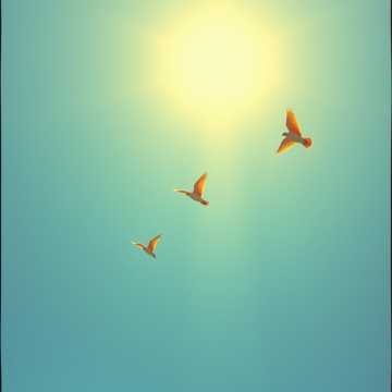 Cover van het nummer Volare