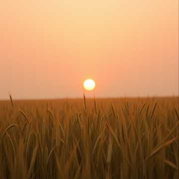 Cover av låten حصاد الأمل