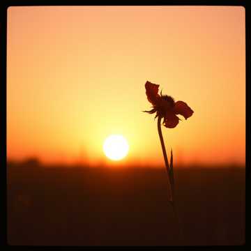 曲のカバー QUIERO QUE SEPAS