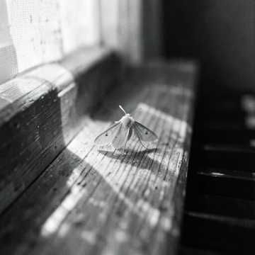 Portada de la canción Moth Piano Drift
