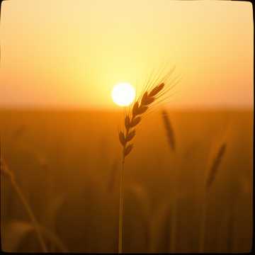 Cover utworu Скоро на жатву!