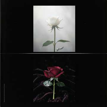歌曲的封面Rosa