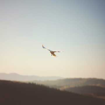 Portada de la canción Áldott