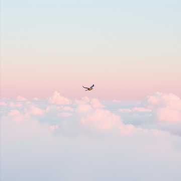 Cover of the song ЧАЙКА