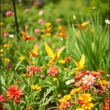 غلاف الاغنية My song