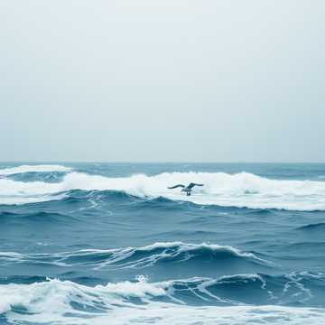 Couverture de la chanson CHUYỆN “HẢI ÂU” TRĂM NĂM MỘT THUỞ