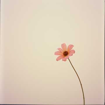 노래 표지 Flor