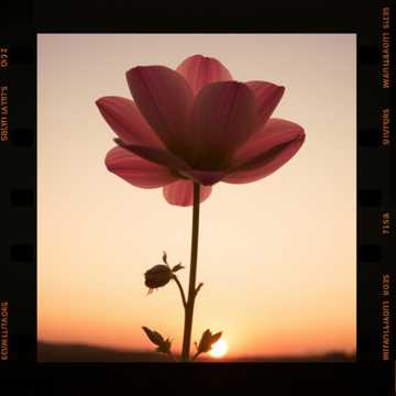 歌曲的封面LLEGASTE TARDE A MI VIDA