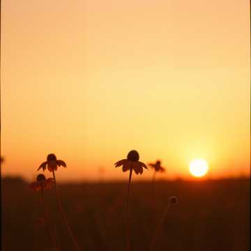 Cover of the song Chocolate Blossoms