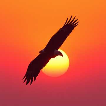 Cover van het nummer Ану