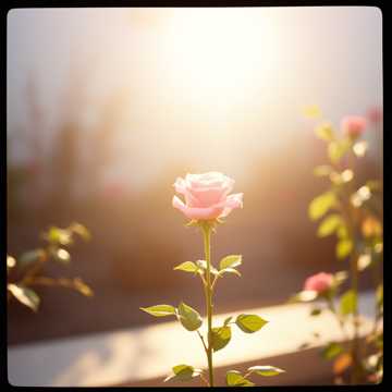 노래 표지 Тұсау кесу