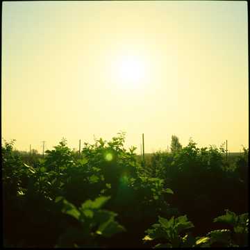 Cover of the song Horta