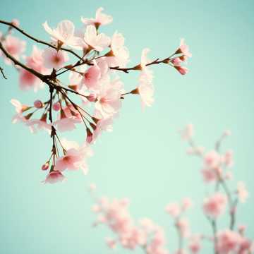 曲のカバー 一川煙草暮雲中