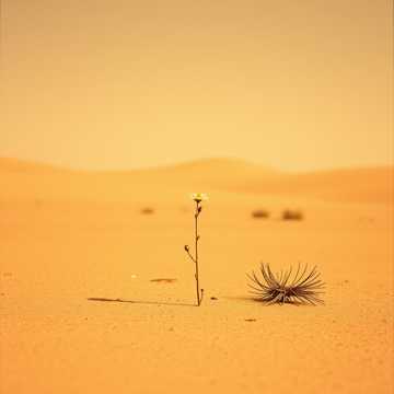 曲のカバー En el Desierto