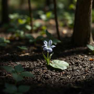 Cover van het nummer фиалка