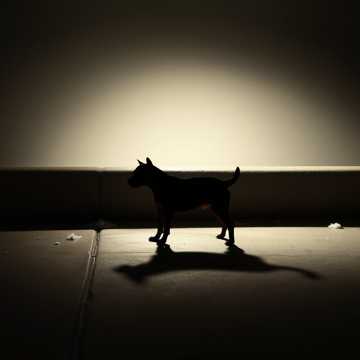 歌曲的封面щенок 3