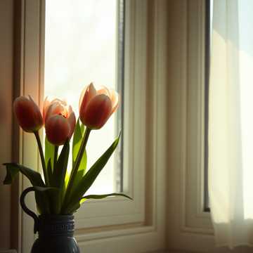 คัฟเวอร์เพลง тюльпаны маме