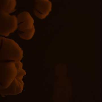 曲のカバー Toque de Algodão