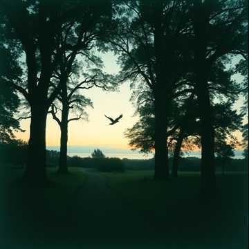 Кавер на песню Głosy drzew