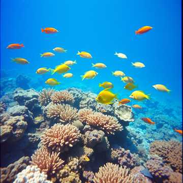 歌曲的封面Peces coreanos 2