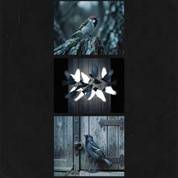 Cover des Liedes Птицы