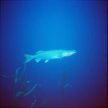 歌曲的封面Mystiska Gäddan Agda