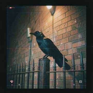 Cover of the song Птицы...