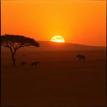 Couverture de la chanson Savannah's Dawn