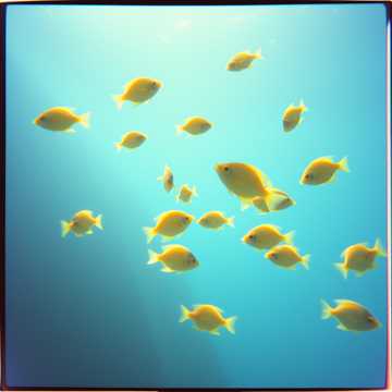 Portada de la canción Peces Nueva